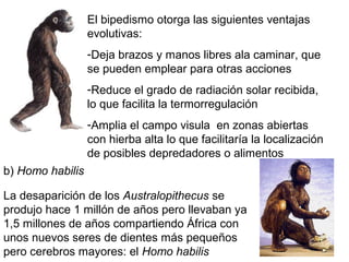 El bipedismo otorga las siguientes ventajas
evolutivas:
-Deja brazos y manos libres ala caminar, que
se pueden emplear para otras acciones
-Reduce el grado de radiación solar recibida,
lo que facilita la termorregulación
-Amplia el campo visula en zonas abiertas
con hierba alta lo que facilitaría la localización
de posibles depredadores o alimentos
b) Homo habilis
La desaparición de los Australopithecus se
produjo hace 1 millón de años pero llevaban ya
1,5 millones de años compartiendo África con
unos nuevos seres de dientes más pequeños
pero cerebros mayores: el Homo habilis
 