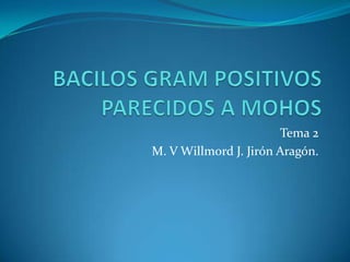 BACILOS GRAM POSITIVOS PARECIDOS A MOHOS Tema 2 M. V Willmord J. Jirón Aragón. 
