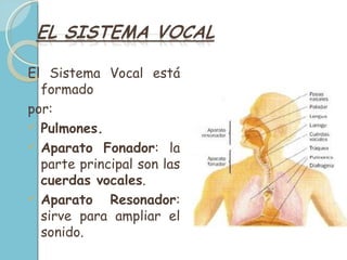 Tema 2: La Voz y el Canto | PPT