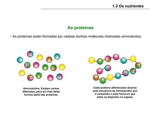 1.2 Os nutrientes




                                         As proteínas
• As proteínas están formadas por cadeas dunhas moléculas chamadas aminoácidos.




       Aminoácidos. Existen centos                  Cada proteína diferénciase doutras
       diferentes, pero só vinte deles              pola secuencia de aminoácidos que
        forman parte das proteínas.                  a compoñen e pola forma en que
                                                       estes se dispoñen no espazo.
 