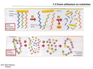 1.3 Como utilizamos os nutrientes




I.E.S. Otero Pedrayo.
       Ourense
 