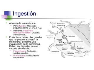 Ingestión
   A través de la membrana
        Por difusión: Moléculas
         pequeñas como O2, CO2 o H2O.
        Mediante proteínas
         transportadoras: Glucosa,
         aminoácidos.
   Endocitosis: Moléculas grandes
    que no pueden atravesar la
    membrana. Se forma una
    invaginación de la membrana.
    Deben ser digeridas en una
    vacuola alimenticia.
        Fagocitosis: Partículas
         sólidas grandes.
        Pinocitosis: Moléculas en
         suspensión.
 