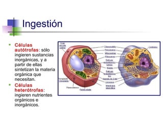 Ingestión
   Células
    autótrofas: sólo
    ingieren sustancias
    inorgánicas, y a
    partir de ellas
    sintetizan la materia
    orgánica que
    necesitan.
   Células
    heterótrofas :
    ingieren nutrientes
    orgánicos e
    inorgánicos.
 