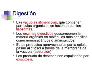 Digestión
   Las vacuolas alimenticias, que contienen
    partículas orgánicas, se fusionan con los
    lisosomas.
   Los enzimas digestivos descomponen la
    materia orgánica en moléculas más sencillas,
    como monosacáridos o aminoácidos.
   Estos productos aprovechables por la célula
    pasan al citosol a través de la membrana de
    la vacuola (absorción)
   Los producto de desecho son expulsados por
    exocitosis.
 