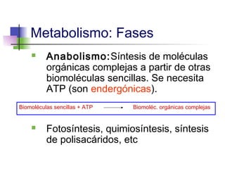 Metabolismo: Fases
         Anabolismo:Síntesis de moléculas
          orgánicas complejas a partir de otras
          biomoléculas sencillas. Se necesita
          ATP (son endergónicas).
Biomoléculas sencillas + ATP   Biomoléc. orgánicas complejas


         Fotosíntesis, quimiosíntesis, síntesis
          de polisacáridos, etc
 