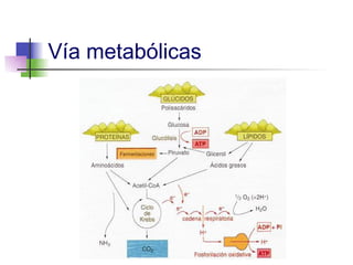 Vía metabólicas
 