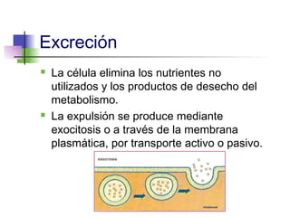 Excreción
   La célula elimina los nutrientes no
    utilizados y los productos de desecho del
    metabolismo.
   La expulsión se produce mediante
    exocitosis o a través de la membrana
    plasmática, por transporte activo o pasivo.
 