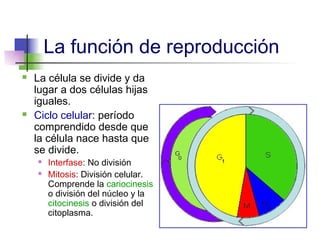 La función de reproducción
   La célula se divide y da
    lugar a dos células hijas
    iguales.
   Ciclo celular: período
    comprendido desde que
    la célula nace hasta que
    se divide.
       Interfase: No división
       Mitosis: División celular.
        Comprende la cariocinesis
        o división del núcleo y la
        citocinesis o división del
        citoplasma.
 