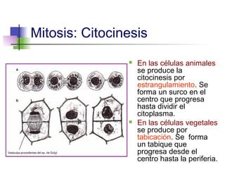 Mitosis: Citocinesis
                   En las células animales
                    se produce la
                    citocinesis por
                    estrangulamiento. Se
                    forma un surco en el
                    centro que progresa
                    hasta dividir el
                    citoplasma.
                   En las células vegetales
                    se produce por
                    tabicación. Se forma
                    un tabique que
                    progresa desde el
                    centro hasta la periferia.
 