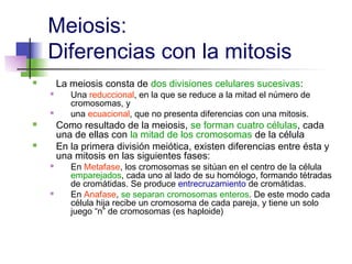 Meiosis:
    Diferencias con la mitosis
       La meiosis consta de dos divisiones celulares sucesivas:
          Una reduccional, en la que se reduce a la mitad el número de
           cromosomas, y
          una ecuacional, que no presenta diferencias con una mitosis.
       Como resultado de la meiosis, se forman cuatro células, cada
        una de ellas con la mitad de los cromosomas de la célula
       En la primera división meiótica, existen diferencias entre ésta y
        una mitosis en las siguientes fases:
          En Metafase, los cromosomas se sitúan en el centro de la célula
           emparejados, cada uno al lado de su homólogo, formando tétradas
           de cromátidas. Se produce entrecruzamiento de cromátidas.
          En Anafase, se separan cromosomas enteros. De este modo cada
           célula hija recibe un cromosoma de cada pareja, y tiene un solo
           juego “n” de cromosomas (es haploide)
 