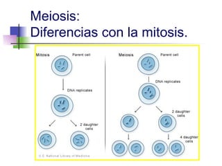 Meiosis:
Diferencias con la mitosis.
 