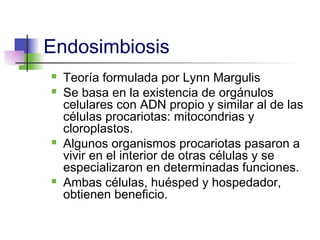 Endosimbiosis
   Teoría formulada por Lynn Margulis
   Se basa en la existencia de orgánulos
    celulares con ADN propio y similar al de las
    células procariotas: mitocondrias y
    cloroplastos.
   Algunos organismos procariotas pasaron a
    vivir en el interior de otras células y se
    especializaron en determinadas funciones.
   Ambas células, huésped y hospedador,
    obtienen beneficio.
 