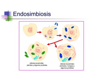 Endosimbiosis
 