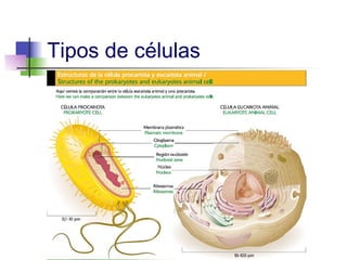 Tipos de células
 