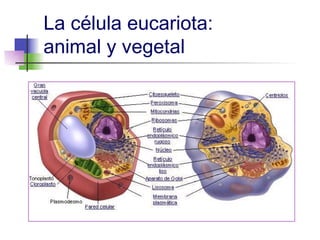 La célula eucariota:
animal y vegetal
 