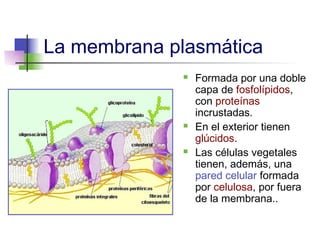 La membrana plasmática
                 Formada por una doble
                  capa de fosfolípidos,
                  con proteínas
                  incrustadas.
                 En el exterior tienen
                  glúcidos.
                 Las células vegetales
                  tienen, además, una
                  pared celular formada
                  por celulosa, por fuera
                  de la membrana..
 