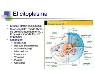 El citoplasma
   Citosol: Matriz semilíquida.
   Citoesqueleto: red de fibras
    de proteína que dan forma a
    la célula y soporta los los
    orgánulos.
   Orgánulos:
       Ribosomas
       Retículo endoplásmico
       Aparato de Golgi
       Mitocondrias
       Lisosomas
       Vacuolas
       Plastos
       Centríolos
 