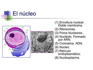 El núcleo
            (1) Envoltura nuclear.
               Doble membrana.
            (2) Ribosomas.
            (3) Poros Nucleares .
            (4) Nucléolo. Formado
               por ARN.
            (5) Cromatina. ADN.
            (6) Núcleo.
            (7) Retículo
               endoplasmático.
            (8) Nucleoplasma.
 