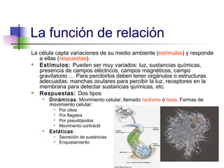La función de relación
La célula capta variaciones de su medio ambiente (estímulos) y responde
   a ellas (respuestas).
  Estímulos: Pueden ser muy variados: luz, sustancias químicas,
   presencia de campos eléctricos, campos magnéticos, campo
   gravitatorio … Para percibirlos deben tener orgánulos o estructuras
   adecuadas: manchas oculares para percibir la luz, receptores en la
   membrana para detectar sustancias químicas, etc.
  Respuestas: Dos tipos
       Dinámicas: Movimiento celular, llamado tactismo ó taxia. Formas de
        movimiento celular:
         
             Por cilios
         
             Por flagelos
         
             Por pseudópodos
         
             Movimiento contráctil
       Estáticas:
         
             Secreción de sustancias
            Enquistamiento
 