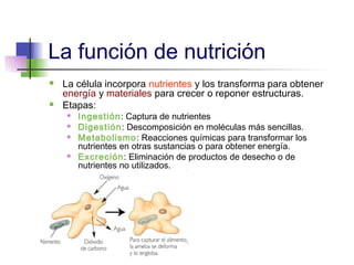 La función de nutrición
   La célula incorpora nutrientes y los transforma para obtener
    energía y materiales para crecer o reponer estructuras.
   Etapas:
        Ingestión: Captura de nutrientes
        Digestión: Descomposición en moléculas más sencillas.
        Metabolismo: Reacciones químicas para transformar los
         nutrientes en otras sustancias o para obtener energía.
        Excreción: Eliminación de productos de desecho o de
         nutrientes no utilizados.
 