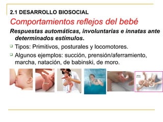 2.1 DESARROLLO BIOSOCIAL
Comportamientos reflejos del bebé
Respuestas automáticas, involuntarias e innatas ante
  determinados estímulos.
 Tipos: Primitivos, posturales y locomotores.

 Algunos ejemplos: succión, prensión/aferramiento,

  marcha, natación, de babinski, de moro.
 