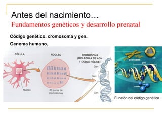 Antes del nacimiento…
Fundamentos genéticos y desarrollo prenatal
Código genético, cromosoma y gen.
Genoma humano.




                                    Función del código genético
 