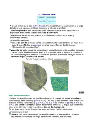 2.3. Venación foliar
Venación Abierta Cerrada
Venación Mayor Venación menor
A la hoja entran uno o más rastros foliares. Pueden continuar en igual número a lo largo
de toda la hoja o pueden dividirse, fusionarse y volverse a ramificar.
Las venas primarias son haces vasculares sencillos o varios haces asociados. La
disposición de las venas se llama venación o nervadura.
Generalmente las venas más gruesas son salientes o hundidas en el envés y
prominentes en la haz .
La venación puede ser:
Venación abierta: todas las venas acaban libremente en el interior de las hojas o en
sus márgenes No hay anastomosis entre las venas. Rara en dicotiledóneas
(Circaeaster, Kingdonia uniflora).
Venación cerrada: Las venas se ramifican y se anastomosan unas con otras formando
una red que facilita la difusión de líquidos. Es más avanzada, y asegura la nutrición a
las porciones rasgadas o heridas. La venación presenta dos niveles de organización, la
venación mayor y la venación menor.
Fig.2.15, Venación cerrada en Talipariti elatus (Malvaceae).
Tipos de venación mayor
Los tipos de venación mayor se establecen teniendo en cuenta las venas primarias o
venas más gruesas de la hoja (Hickey 1974). Una hoja puede tener una vena primaria, en
ese caso llamada vena media (Fig.2.16.a, 2.16. b, 2.16.c), o varias (Figs.2.16.d, 2.16.e.,
2.16.f). Las venas secundarias parten de las venas primarias. El ángulo que determinan
en su unión con ellas recibe el nombre de ángulo de divergencia.
De las venas secundarias divergen las venas terciarias, y así sucesivamente.
La venación puede ser:
pinnada. Las hojas con este tipo de venación tienen una vena principal con venas
secundarias escalonadas a lo largo de la misma. Presenta tres variantes:
 