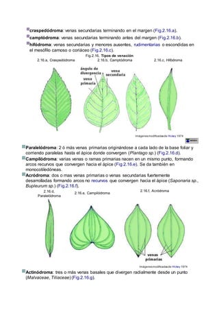 craspedódroma: venas secundarias terminando en el margen (Fig.2.16.a).
camptódroma: venas secundarias terminando antes del margen (Fig.2.16.b).
hifódroma: venas secundarias y menores ausentes, rudimentarias o escondidas en
el mesófilo carnoso o coriáceo (Fig.2.16.c).
Fig.2.16, Tipos de venación
2.16.a, Craspedódroma 2.16.b, Camptódroma 2.16.c, Hifódroma
Imágenesmodificadasde Hickey 1974
Paralelódroma: 2 ó más venas primarias originándose a cada lado de la base foliar y
corriendo paralelas hasta el ápice donde convergen (Plantago sp.) (Fig.2.16.d).
Campilódroma: varias venas o ramas primarias nacen en un mismo punto, formando
arcos recurvos que convergen hacia el ápice (Fig.2.16.e). Se da también en
monocotiledóneas.
Acródroma: dos o mas venas primarias o venas secundarias fuertemente
desarrolladas formando arcos no recurvos que convergen hacia el ápice (Saponaria sp.,
Bupleurum sp.) (Fig.2.16.f).
2.16.d,
Paralelódroma
2.16.e, Campilódroma
2.16.f, Acródroma
Imágenesmodificadasde Hickey 1974
Actinódroma: tres o más venas basales que divergen radialmente desde un punto
(Malvaceae, Tiliaceae) (Fig.2.16.g).
 