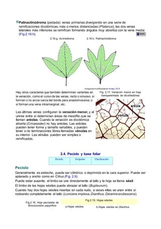 Palinactinódroma (pedada): venas primarias divergiendo en una serie de
ramificaciones dicotómicas, más o menos distanciadas (Platanus); las dos venas
laterales más inferiores se ramifican formando ángulos muy abiertos con la vena media
(Fig.2.16.h).
2.16.g, Actinódroma 2.16.h, Palinactinódroma
Imágenesmodificadasde Hickey 1974
Hay otros caracteres que también determinan variantes en
la venación, como el curso de las venas, recto o sinuoso, si
forman o no arcos cerca del borde para anastomosarse, o
si forman una vena intramarginal, etc.
Las últimas venas configuran la venación menor, y al
unirse entre sí determinan áreas de mesófilo que se
llaman aréolas. Cuando la venación es dicotómica
abierta (Circaeaster) no hay aréolas. Las aréolas
pueden tener forma y tamaño variables, y pueden
tener o no terminaciones libres llamadas vénulas en
su interior. Las vénulas pueden ser simples o
ramificadas.
Fig. 2.17, Venación menor en hoja
transparentada de dicotiledónea
2.4. Pecíolo y base foliar
Pecíolo Estípulas Clasificación
Pecíolo
Generalmente es estrecho, puede ser cilíndrico o deprimido en la cara superior. Puede ser
aplanado y ancho como en Citrus (Fig. 2.9).
Puede estar ausente, el limbo se une directamente al tallo y la hoja se llama sésil.
El limbo de las hojas sésiles puede abrazar al tallo (Bupleurum).
Cuando hay dos hojas sésiles insertas en cada nudo, a veces ellas se unen entre sí
rodeando completamente el tallo (Lonicera implexa, Dianthus, Deianira erubescens).
Fig.2.18, Hoja peciolada de
Broussonetia papyrifera
Fig.2.19, Hojas sésiles
a.Hojas sésiles b.Hojas sésiles en Dianthus
 