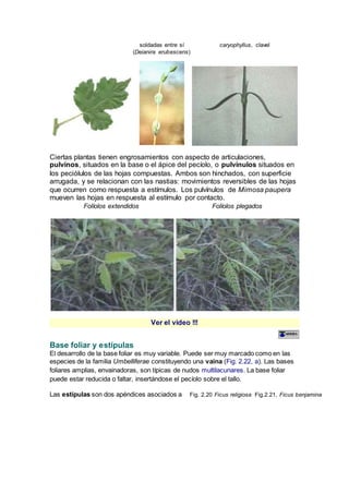 soldadas entre sí
(Deianira erubescens)
caryophyllus, clavel
Ciertas plantas tienen engrosamientos con aspecto de articulaciones,
pulvinos, situados en la base o el ápice del pecíolo, o pulvínulos situados en
los peciólulos de las hojas compuestas. Ambos son hinchados, con superficie
arrugada, y se relacionan con las nastias: movimientos reversibles de las hojas
que ocurren como respuesta a estímulos. Los pulvínulos de Mimosa paupera
mueven las hojas en respuesta al estímulo por contacto.
Folíolos extendidos Folíolos plegados
Ver el video !!!
Base foliar y estípulas
El desarrollo de la base foliar es muy variable. Puede ser muy marcado como en las
especies de la familia Umbelliferae constituyendo una vaina (Fig. 2.22, a). Las bases
foliares amplias, envainadoras, son típicas de nudos multilacunares. La base foliar
puede estar reducida o faltar, insertándose el pecíolo sobre el tallo.
Las estípulas son dos apéndices asociados a Fig. 2.20 Ficus religiosa Fig.2.21, Ficus benjamina
 