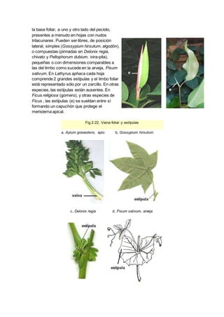 la base foliar, a uno y otro lado del pecíolo,
presentes a menudo en hojas con nudos
trilacunares. Pueden ser libres, de posición
lateral, simples (Gossypium hirsutum, algodón),
o compuestas (pinnadas en Delonix regia,
chivato y Peltophorum dubium, ivira-pita),
pequeñas o con dimensiones comparables a
las del limbo como sucede en la arveja, Pisum
sativum. En Lathyrus aphaca cada hoja
comprende 2 grandes estípulas y el limbo foliar
está representado sólo por un zarcillo. En otras
especies, las estípulas están ausentes. En
Ficus religiosa (gomero), y otras especies de
Ficus , las estípulas (e) se sueldan entre sí
formando un capuchón que protege el
meristema apical.
Fig.2.22, Vaina foliar y estípulas
a, Apium graveolens, apio b, Gossypium hirsutum
c, Delonix regia d, Pisum sativum, arveja
 