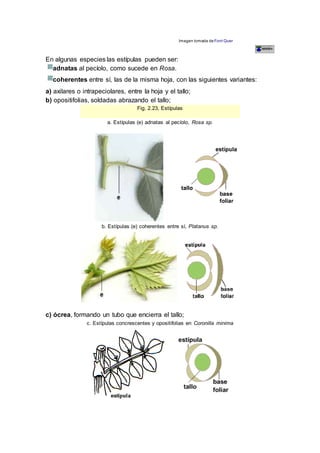 Imagen tomada de Font Quer
En algunas especies las estípulas pueden ser:
adnatas al pecíolo, como sucede en Rosa.
coherentes entre sí, las de la misma hoja, con las siguientes variantes:
a) axilares o intrapeciolares, entre la hoja y el tallo;
b) opositifolias, soldadas abrazando el tallo;
Fig. 2.23, Estípulas
a. Estípulas (e) adnatas al pecíolo, Rosa sp.
b. Estípulas (e) coherentes entre sí, Platanus sp.
c) ócrea, formando un tubo que encierra el tallo;
c. Estípulas concrescentes y opositifolias en Coronilla minima
 