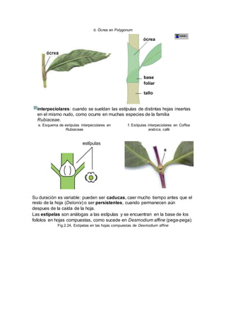 d. Ócrea en Polygonum
interpeciolares: cuando se sueldan las estípulas de distintas hojas insertas
en el mismo nudo, como ocurre en muchas especies de la familia
Rubiaceae.
e. Esquema de estípulas interpeciolares en
Rubiaceae
f. Estípulas interpeciolares en Coffea
arabica, café
Su duración es variable: pueden ser caducas, caer mucho tiempo antes que el
resto de la hoja (Delonix) o ser persistentes, cuando permanecen aún
despues de la caída de la hoja.
Las estipelas son análogas a las estípulas y se encuentran en la base de los
folíolos en hojas compuestas, como sucede en Desmodium affine (pega-pega).
Fig.2.24, Estipelas en las hojas compuestas de Desmodium affine
 