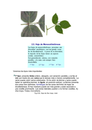 2.5. Hoja de Monocotiledóneas
Las hojas de monocotiledóneas presentan una
diversidad morfológica casi tan grande como
las de dicotiledóneas. A pesar de su diversidad,
la mayoría de las hojas tienen un aspecto
común, característico.
Son generalmente enteras, con venación
paralela, y la vaina está siempre bien
desarrollada.
1º Tipo | 2º Tipo | 3º Tipo |4º Tipo
Veremos los tipos más importantes:
1º tipo: presenta limbo entero, alargado, con venación paralela, y se fija al
tallo por medio de una vaina que lo abraza más o menos completamente. La
vaina puede cubrir varios entrenudos. En la unión de lámina y vaina puede
haber un apéndice laminar, la lígula, en posición vertical. La lámina presenta
dos caras bien definidas, homólogas de las caras del limbo de hojas de
dicotiledóneas. El haz mediano puede ser más grande y estar asociado a
una costilla prominente. Las venas laterales pueden o no formar costillas. Ej:
Zea mays, Tulipa, Convallaria.
Fig.2.25, Hoja de Zea mays, maíz
 