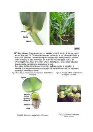 2º tipo: algunas hojas presentan un pecíolo entre la vaina y la lámina, como
en las Araceae. En Eichhornia crassipes, camalote, el pecíolo está inflado, y
cada hoja presenta una única estípula intrapeciolar, membranácea, situada
entre la hoja y el tallo, terminada en un lóbulo estipular (Bell, 1993). En
Potamogeton las hojas presentan un par de estípulas, una a cada lado, que
pueden estar parcialmente soldadas a la hoja.
Las hojas de las Marantaceae presentan pulvinos entre el pecíolo y la
lámina, que les permiten cambiar la posición de la lámina foliar de horizontal
(diurna) a vertical (nocturna).
Fig.2.26, Estípula intrapeciolar membranácea de Eichhornia
crassipes
Fig.2.27, Pecíolo inflado en Eichhornia
crassipes, camalote
Fig.2.28, Syngonium podophyllum (Araceae)
Fig.2.29, Calathea makoyana
(Marantaceae)
 