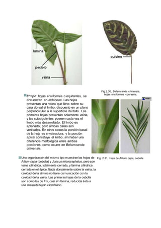3º tipo: hojas ensiformes o equitantes, se
encuentran en Iridaceae. Las hojas
presentan una vaina que lleva sobre su
cara dorsal el limbo, dispuesto en un plano
perpendicular a la superficie del tallo. Las
primeras hojas presentan solamente vaina,
y las subsiguientes poseen cada vez el
limbo más desarrollado. El limbo es
aplanado, pero ambas caras son
verticales. En otros casos la porción basal
de la hoja es envainadora, y la porción
apical constituye el limbo, sin haber una
diferencia morfológica entre ambas
porciones, como ocurre en Belamcanda
chinensis.
Fig.2.30, Belamcanda chinensis,
hojas ensiformes con vaina.
Una organización del mismo tipo muestran las hojas de
Allium cepa (cebolla) y Juncus microcephalus, pero con
vaina cilíndrica, totalmente cerrada, y lámina cilíndrica
cerrada en el ápice, fijada dorsalmente sobre la vaina; la
cavidad de la lámina no tiene comunicación con la
cavidad de la vaina. Las primeras hojas de la cebolla
son como las de Iris, casi sin lámina, reducida ésta a
una masa de tejido clorofiliano.
Fig. 2.31, Hoja de Allium cepa, cebolla
 