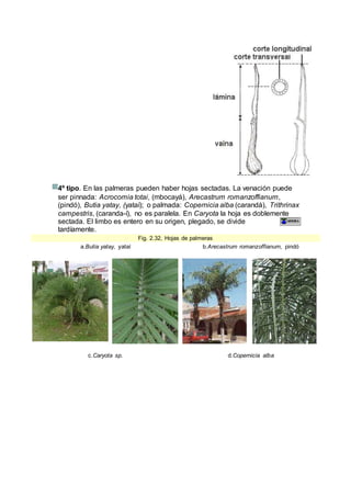 4º tipo. En las palmeras pueden haber hojas sectadas. La venación puede
ser pinnada: Acrocomia totai, (mbocayá), Arecastrum romanzoffianum,
(pindó), Butia yatay, (yataí); o palmada: Copernicia alba (carandá), Trithrinax
campestris, (caranda-í), no es paralela. En Caryota la hoja es doblemente
sectada. El limbo es entero en su origen, plegado, se divide
tardíamente.
Fig. 2.32, Hojas de palmeras
a.Butia yatay, yataí b.Arecastrum romanzoffianum, pindó
c.Caryota sp. d.Copernicia alba
 