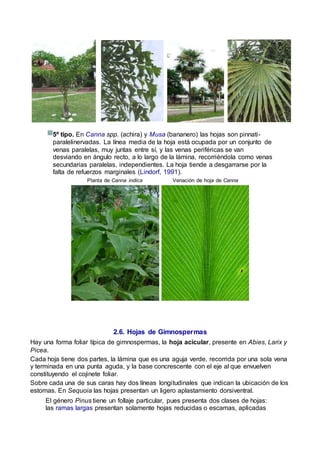 5º tipo. En Canna spp. (achira) y Musa (bananero) las hojas son pinnati-
paralelinervadas. La línea media de la hoja está ocupada por un conjunto de
venas paralelas, muy juntas entre sí, y las venas periféricas se van
desviando en ángulo recto, a lo largo de la lámina, recorriéndola como venas
secundarias paralelas, independientes. La hoja tiende a desgarrarse por la
falta de refuerzos marginales (Lindorf, 1991).
Planta de Canna indica Venación de hoja de Canna
2.6. Hojas de Gimnospermas
Hay una forma foliar típica de gimnospermas, la hoja acicular, presente en Abies, Larix y
Picea.
Cada hoja tiene dos partes, la lámina que es una aguja verde, recorrida por una sola vena
y terminada en una punta aguda, y la base concrescente con el eje al que envuelven
constituyendo el cojinete foliar.
Sobre cada una de sus caras hay dos líneas longitudinales que indican la ubicación de los
estomas. En Sequoia las hojas presentan un ligero aplastamiento dorsiventral.
El género Pinus tiene un follaje particular, pues presenta dos clases de hojas:
las ramas largas presentan solamente hojas reducidas o escamas, aplicadas
 