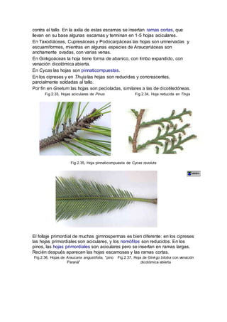 contra el tallo. En la axila de estas escamas se insertan ramas cortas, que
llevan en su base algunas escamas y terminan en 1-5 hojas aciculares.
En Taxodiáceas, Cupresáceas y Podocarpáceas las hojas son uninervadas y
escuamiformes, mientras en algunas especies de Araucariáceas son
anchamente ovadas, con varias venas.
En Ginkgoáceas la hoja tiene forma de abanico, con limbo expandido, con
venación dicotómica abierta.
En Cycas las hojas son pinnaticompuestas.
En los cipreses y en Thuja las hojas son reducidas y concrescentes,
parcialmente soldadas al tallo.
Por fin en Gnetum las hojas son pecioladas, similares a las de dicotiledóneas.
Fig.2.33, Hojas aciculares de Pinus Fig.2.34, Hoja reducida en Thuja
Fig.2.35, Hoja pinnaticompuesta de Cycas revoluta
El follaje primordial de muchas gimnospermas es bien diferente: en los cipreses
las hojas primordiales son aciculares, y los nomófilos son reducidos. En los
pinos, las hojas primordiales son aciculares pero se insertan en ramas largas.
Recién después aparecen las hojas escamosas y las ramas cortas.
Fig.2.36, Hojas de Araucaria angustifolia, "pino
Paraná"
Fig.2.37, Hoja de Ginkgo biloba con venación
dicotómica abierta
 