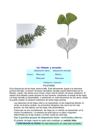 2.8. Filotaxis y vernación
Filotaxis
Disposición alterna
Decusada
Helicoidal
Disposición verticilada
Dística
verticilada
Prefoliación o Vernación
FILOTAXIS
Es la disposición de las hojas sobre el tallo. Está íntimamente ligada a la estructura
primaria del tallo: el número de haces vasculares del tallo queda determinado por la
filotaxis, cuanto más densa es la misma, mayor será el número de haces caulinares. El
estudio de la filotaxis puede hacerse de dos maneras: estudiando el arreglo de las hojas
a lo largo del tallo ya desarrollado, o estudiando un corte transversal de una yema, donde
se puede analizar la situación respectiva de varias hojas jóvenes.
Las relaciones de las hojas entre sí se representan en los diagramas foliares: el
centro es el ápice caulinar, los primordios dibujados más cerca son los más
jóvenes, los más lejanos son las hojas más desarrolladas.
Cada nudo es una circunferencia, las hojas de un verticilo se representan en la
misma circunferencia. La mediana de cada hoja es un plano imaginario
determinado por el eje caulinar y la línea media de cada hoja.
Hay 2 grandes grupos de disposición foliar: verticilada y alterna.
El conjunto de hojas inserto en cada nudo constituye un verticilo foliar.
DISPOSICIÓN ALTERNA: En esta disposición, en cada nudo se inserta
 