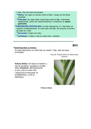 1 hoja. Hay dos tipos principales:
dística: las hojas se insertan sobre el tallo, a largo de dos líneas
opuestas.
helicoidal: las hojas están esparcidas sobre el tallo, ordenadas
regularmente sobre una espiral dextrorsa o sinistrorsa: la espira
generatriz
DISPOSICIÓN VERTICILADA: en esta disposición, 2 o más hojas se
insertan simultáneamente en cada nudo del tallo. De acuerdo al número
de hojas por nudo:
decusada: 2 hojas por nudo.
verticilada: 3 hojas o más en cada nudo o verticilo.
DISPOSICIÓN ALTERNA:
En esta disposición, en cada nudo se inserta 1 hoja. Hay dos tipos
principales:
1. Filotaxis dística: las hojas se insertan a
lo largo de dos líneas opuestas en el tallo,
llamadas ortósticos, alternativamente
sobre una y otra en cada nudo.
Esta disposición es frecuente en
monocotiledóneas, y rara en
dicotiledóneas.
Fig.2.46, Filotaxis dística en Belamcanda
chinensis
Filotaxis dística
 