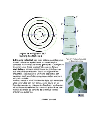 2. Filotaxis helicoidal: Las hojas están esparcidas sobre
el tallo, ordenadas regularmente sobre una espiral
dextrorsa o sinistrorsa: la espira generatriz. Las hojas se
disponen sobre líneas longitudinales que se llaman
espirósticos, porque a diferencia de los ortósticos, no
son exactamente verticales. Todas las hojas que se
encuentran situadas sobre un mismo espiróstico son
inervadas por trazas foliares que nacen sobre un mismo
simpodio vascular.
Mirando desde el ápice, cuando las hojas son numerosas
y los entrenudos son muy cortos, como ocurre en las
Crasuláceas o en las piñas de las Coníferas, se observan
alineaciones secundarias denominadas parásticos, que
marcan las líneas de contacto de cada hoja con las
anteriores o sucesivas.
Fig.2.47, Filotaxis helicoidal
en Boehmeria nivea
Filotaxis helicoidal
 
