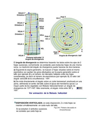 El ángulo de divergencia se determina trazando los lados sobre los ejes de 2
hojas sucesivas; comúnmente es constante para todas las hojas de una misma
rama. La medición del ángulo de divergencia puede hacerse de dos maneras:
a) Siguiendo la espira generatriz, se buscan 2 hojas situadas sobre el mismo
espiróstico; se cuentan los giros efectuados por la espira generatriz sobre el
tallo (por ejemplo 2) y el número de intervalos hallados entre las hojas
consideradas, es decir el número de espirósticos (por ejemplo 5). El valor del
ángulo será 2/5 de la circunferencia: 144º.
b) Se mide directamente el ángulo sobre un corte transversal practicado en una
yema, definiendo el centro del tallo sobre el ápice del meristema apical. La
mayor parte de los vegetales con filotaxis helicoidal tienen un ángulo de
divergencia de 137º-140º. Más raramente, el ángulo mide entre 98º y
100º.
Ver animación de la filotaxis helicoidal
DISPOSICIÓN VERTICILADA: en esta disposición, 2 o más hojas se
insertan simultáneamente en cada nudo del tallo.
Si se estudian 2 verticilos sucesivos
se constata que cada hoja se
Fig.2.44, Filotaxis decusada en
Amaranthaceae
 