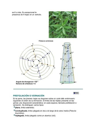 es 6 o más. Es excepcional la
presencia de 4 hojas en un verticilo.
Filotaxis verticilada
PREFOLIACIÓN O VERNACIÓN
En la yema, las jóvenes hojas se disponen sobre un corto tallo embrionario
siguiendo el orden de su formación. El limbo de las hojitas presenta en las
yemas una disposicióncaracterística en cada especie, llamada prefoliación o
vernación. Se distinguen varios tipos:
plana, limbo extendido;
conduplicada, limbo plegado en dos a lo largo de la vena media (Petunia
thymifolia);
replegada, limbo plegado como un abanico (vid);
 