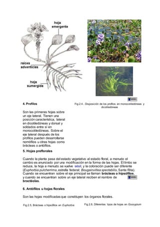 4. Profilos
Son las primeras hojas sobre
un eje lateral. Tienen una
posición característica, lateral
en dicotiledóneas y dorsal y
soldados entre sí en
monocotiledóneas. Sobre el
eje lateral después de los
profilos pueden desarrollarse
nomófilos u otras hojas como
brácteas o antófilos.
Fig.2.4 , Disposición de los profilos en monocotiledóneas y
dicotiledóneas
5. Hojas preflorales
Cuando la planta pasa del estado vegetativo al estado floral, a menudo el
cambio es anunciado por una modificación en la forma de las hojas. El limbo se
reduce, la hoja a menudo se vuelve sésil, y la coloración puede ser diferente
(Euphorbia pulcherrima, estrella federal; Bougainvillea spectabilis, Santa Rita).
Cuando se encuentran sobre el eje principal se llaman brácteas o hipsófilos,
y cuando se encuentran sobre un eje lateral reciben el nombre de
bractéolas.
6. Antófilos u hojas florales
Son las hojas modificadas que constituyen los órganos florales.
Fig.2.5, Brácteas o hipsófilos en Euphorbia Fig.2.6, Diferentes tipos de hojas en Gossypium
 
