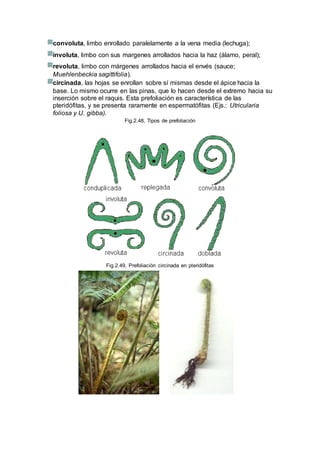 convoluta, limbo enrollado paralelamente a la vena media (lechuga);
involuta, limbo con sus margenes arrollados hacia la haz (álamo, peral);
revoluta, limbo con márgenes arrollados hacia el envés (sauce;
Muehlenbeckia sagittifolia).
circinada, las hojas se enrollan sobre sí mismas desde el ápice hacia la
base. Lo mismo ocurre en las pinas, que lo hacen desde el extremo hacia su
inserción sobre el raquis. Esta prefoliación es característica de las
pteridófitas, y se presenta raramente en espermatófitas (Ejs.: Utricularia
foliosa y U. gibba).
Fig.2.48, Tipos de prefoliación
Fig.2.49, Prefoliación circinada en pteridófitas
 
