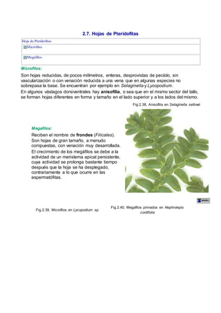 2.7. Hojas de Pteridofitas
Hoja de Pteridofitas
Micrófilos
Megáfilos
Microfilos:
Son hojas reducidas, de pocos milímetros, enteras, desprovistas de pecíolo, sin
vascularización o con venación reducida a una vena que en algunas especies no
sobrepasa la base. Se encuentran por ejemplo en Selaginella y Lycopodium.
En algunos vástagos dorsiventrales hay anisofilia, o sea que en el mismo sector del tallo,
se forman hojas diferentes en forma y tamaño en el lado superior y a los lados del mismo.
Megafilos:
Reciben el nombre de frondes (Filicales).
Son hojas de gran tamaño, a menudo
compuestas, con venación muy desarrollada.
El crecimiento de los megáfilos se debe a la
actividad de un meristema apical persistente,
cuya actividad se prolonga bastante tiempo
después que la hoja se ha desplegado,
contrariamente a lo que ocurre en las
espermatófitas.
Fig.2.38, Anisofilia en Selaginella sellowii
Fig.2.39, Microfilos en Lycopodium sp.
Fig.2.40, Megafilos pinnados en Nephrolepis
cordifolia
 
