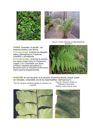 FORMA: presentan un pecíolo, con
escamas pardas y una lámina.
1) Fronde simple: la lámina es alargada,
entera (Ophioglossum). Puede ser
pinnatífida o pinnatisecta
2) Fronde dividida: la lámina es pinnada
con raquis simple como en Polypodium
vulgare, o bi- o tripinnada con raquis
primario y ráquises secundarios o
terciarios como en Polystichum filix-mas y
Pteris aquilina respectivamente.
Fig.2.41, Fronde bipinnada de Macrothelypteris
torresiana
VENACIÓN: la más frecuente es la venación dicotómica abierta, aunque puede
ser reticulada, comparable a la de las espermatófitas (Ophioglossum).
Fig.2.42, Venación dicotómica abierta en Adiantum sp.,
culantrillo
Fig.2.43, Venación cerrada en
Phlebodium decumarum,
Helecho macho /cola de mono
 