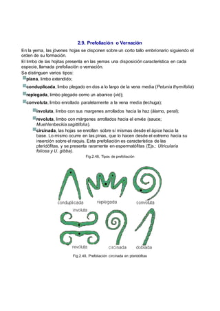 2.9. Prefoliación o Vernación
En la yema, las jóvenes hojas se disponen sobre un corto tallo embrionario siguiendo el
orden de su formación.
El limbo de las hojitas presenta en las yemas una disposición característica en cada
especie, llamada prefoliación o vernación.
Se distinguen varios tipos:
plana, limbo extendido;
conduplicada, limbo plegado en dos a lo largo de la vena media (Petunia thymifolia)
replegada, limbo plegado como un abanico (vid);
convoluta, limbo enrollado paralelamente a la vena media (lechuga);
involuta, limbo con sus margenes arrollados hacia la haz (álamo, peral);
revoluta, limbo con márgenes arrollados hacia el envés (sauce;
Muehlenbeckia sagittifolia).
circinada, las hojas se enrollan sobre sí mismas desde el ápice hacia la
base. Lo mismo ocurre en las pinas, que lo hacen desde el extremo hacia su
inserción sobre el raquis. Esta prefoliación es característica de las
pteridófitas, y se presenta raramente en espermatófitas (Ejs.: Utricularia
foliosa y U. gibba).
Fig.2.48, Tipos de prefoliación
Fig.2.49, Prefoliación circinada en pteridófitas
 
