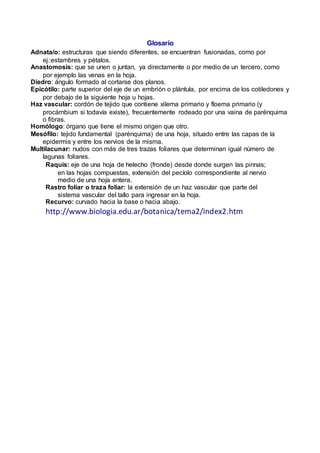 Glosario
Adnata/o: estructuras que siendo diferentes, se encuentran fusionadas, como por
ej.:estambres y pétalos.
Anastomosis: que se unen o juntan, ya directamente o por medio de un tercero, como
por ejemplo las venas en la hoja.
Diedro: ángulo formado al cortarse dos planos.
Epicótilo: parte superior del eje de un embrión o plántula, por encima de los cotiledones y
por debajo de la siguiente hoja u hojas.
Haz vascular: cordón de tejido que contiene xilema primario y floema primario (y
procámbium si todavía existe), frecuentemente rodeado por una vaina de parénquima
o fibras.
Homólogo: órgano que tiene el mismo origen que otro.
Mesófilo: tejido fundamental (parénquima) de una hoja, situado entre las capas de la
epidermis y entre los nervios de la misma.
Multilacunar: nudos con más de tres trazas foliares que determinan igual número de
lagunas foliares.
Raquis: eje de una hoja de helecho (fronde) desde donde surgen las pinnas;
en las hojas compuestas, extensión del pecíolo correspondiente al nervio
medio de una hoja entera.
Rastro foliar o traza foliar: la extensión de un haz vascular que parte del
sistema vascular del tallo para ingresar en la hoja.
Recurvo: curvado hacia la base o hacia abajo.
http://www.biologia.edu.ar/botanica/tema2/index2.htm
 